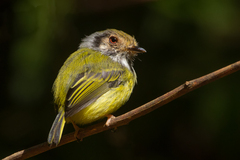 Myiornis auricularis