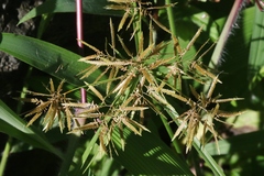 Cyperus polystachyos holosericeus