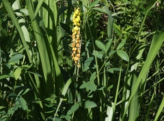 Crotalaria pallida