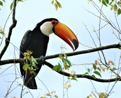 Ramphastos toco