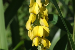 Crotalaria pallida