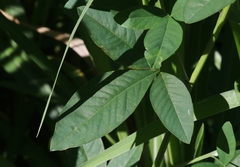 Crotalaria pallida