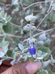 Salvia cedrosensis