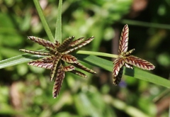 Cyperus sanguinolentus