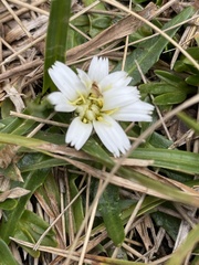 Hypochaeris sessiliflora