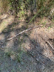 Andropogon glomeratus