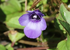 Torenia asiatica