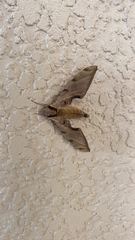 Protambulyx strigilis