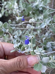 Salvia cedrosensis