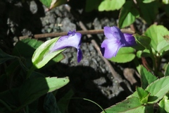 Torenia asiatica