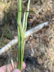 Andropogon glomeratus