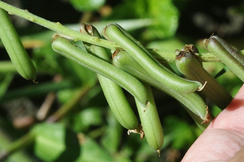 Crotalaria lanceolata observed 2022-10-03