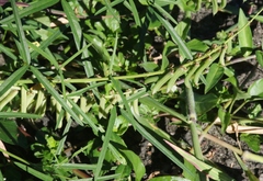 Crotalaria lanceolata