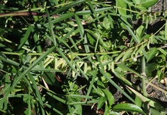 Crotalaria lanceolata