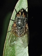Calliphora
