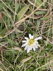 Hypochaeris sessiliflora
