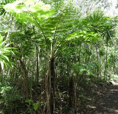 Sphaeropteris excelsa