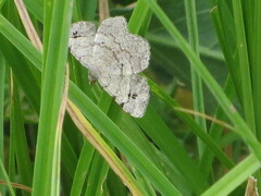 Frederickia nigricomma