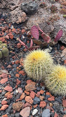 Kroenleinia grusonii