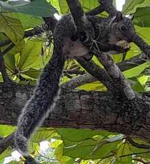 Sciurus variegatoides