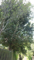 Syzygium paniculatum