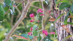 Syzygium paniculatum