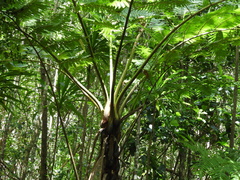 Sphaeropteris excelsa