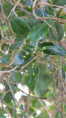 Syzygium paniculatum
