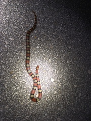 Cemophora coccinea coccinea