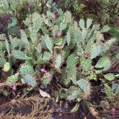 Opuntia littoralis