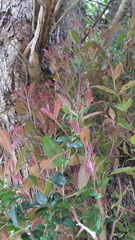 Syzygium paniculatum