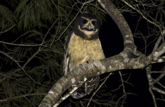 Pulsatrix koeniswaldiana