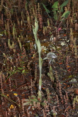 Pterostylis biseta