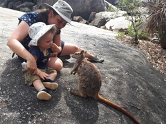 Petrogale mareeba