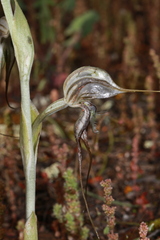 Pterostylis biseta