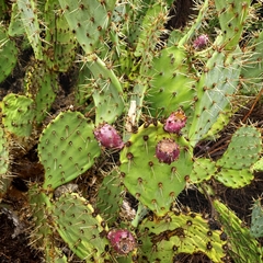 Opuntia littoralis