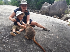 Petrogale mareeba