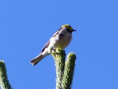 Setophaga occidentalis