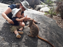 Petrogale mareeba