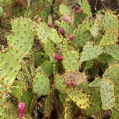 Opuntia littoralis