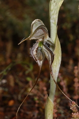 Pterostylis biseta