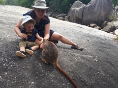 Petrogale mareeba