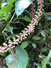Phytolacca rivinoides