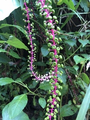 Phytolacca rivinoides