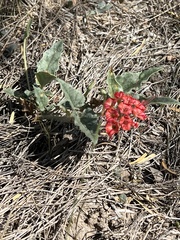 Nyctaginia capitata