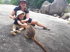 Petrogale mareeba