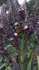 Phaeochlaena lampra