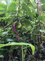 Phytolacca rivinoides