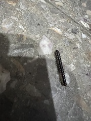 Asiomorpha coarctata