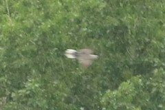 Streptopelia decaocto